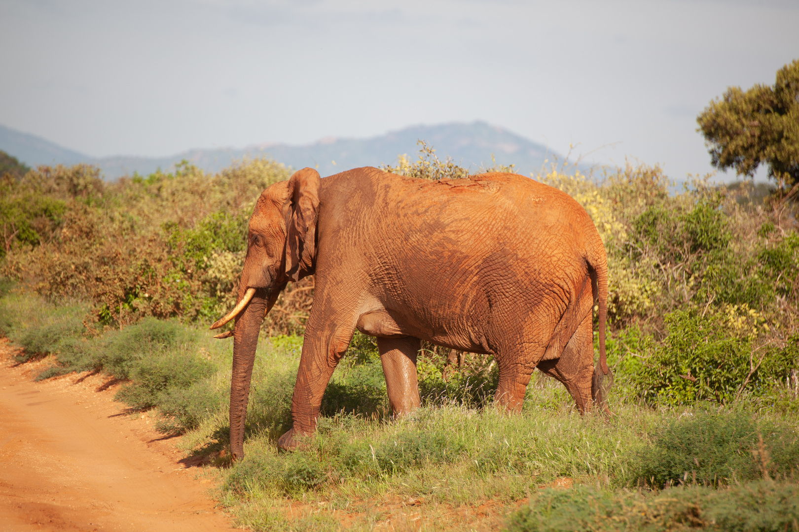 " roter " Elefant