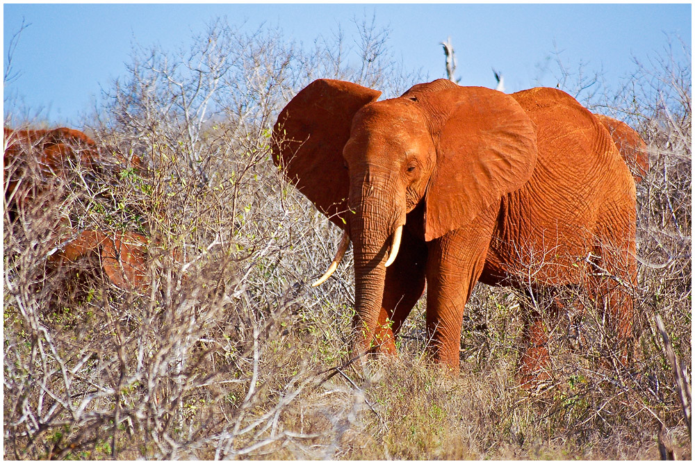 Roter Elefant