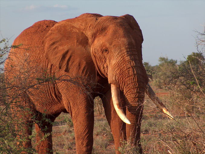 Roter Elefant