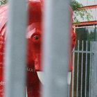 Roter Elefant hinter Gittern