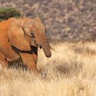 Roter Elefant im Samburu NR, Kenia