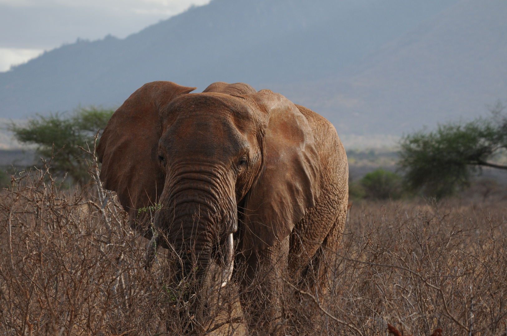 Roter Elephant Kenia ( Tsavo Ost )