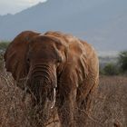 Roter Elephant Kenia ( Tsavo Ost )