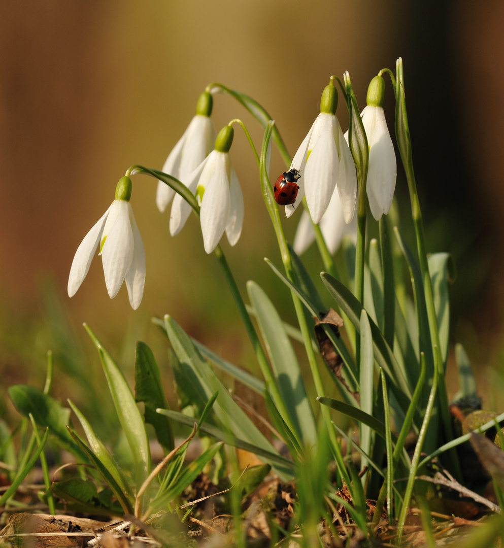 Roter Farbklecks