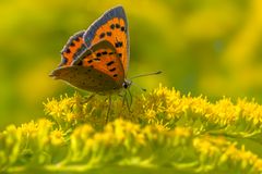 Roter Farbklecks im gelb-grünen Blütenmeer