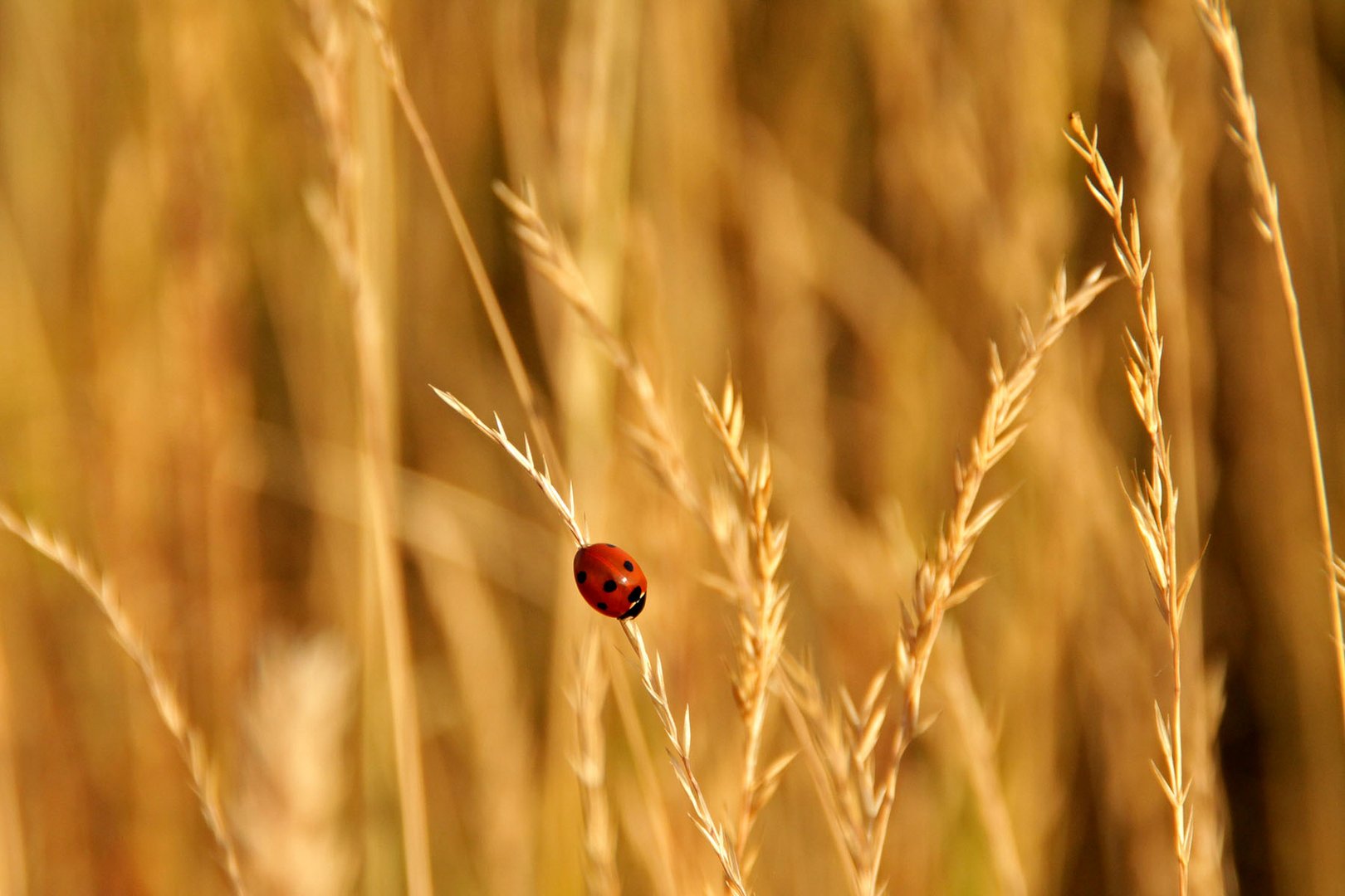 ...roter Farbkleks im Feld