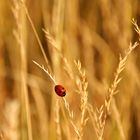 ...roter Farbkleks im Feld