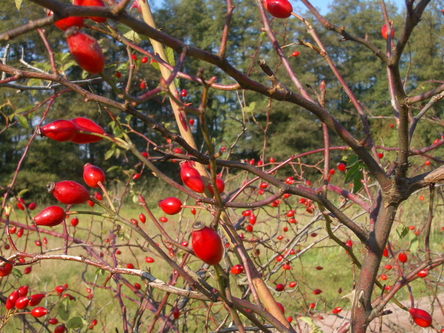 roter Farbtupfer