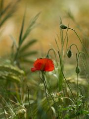 Roter Farbtupfer