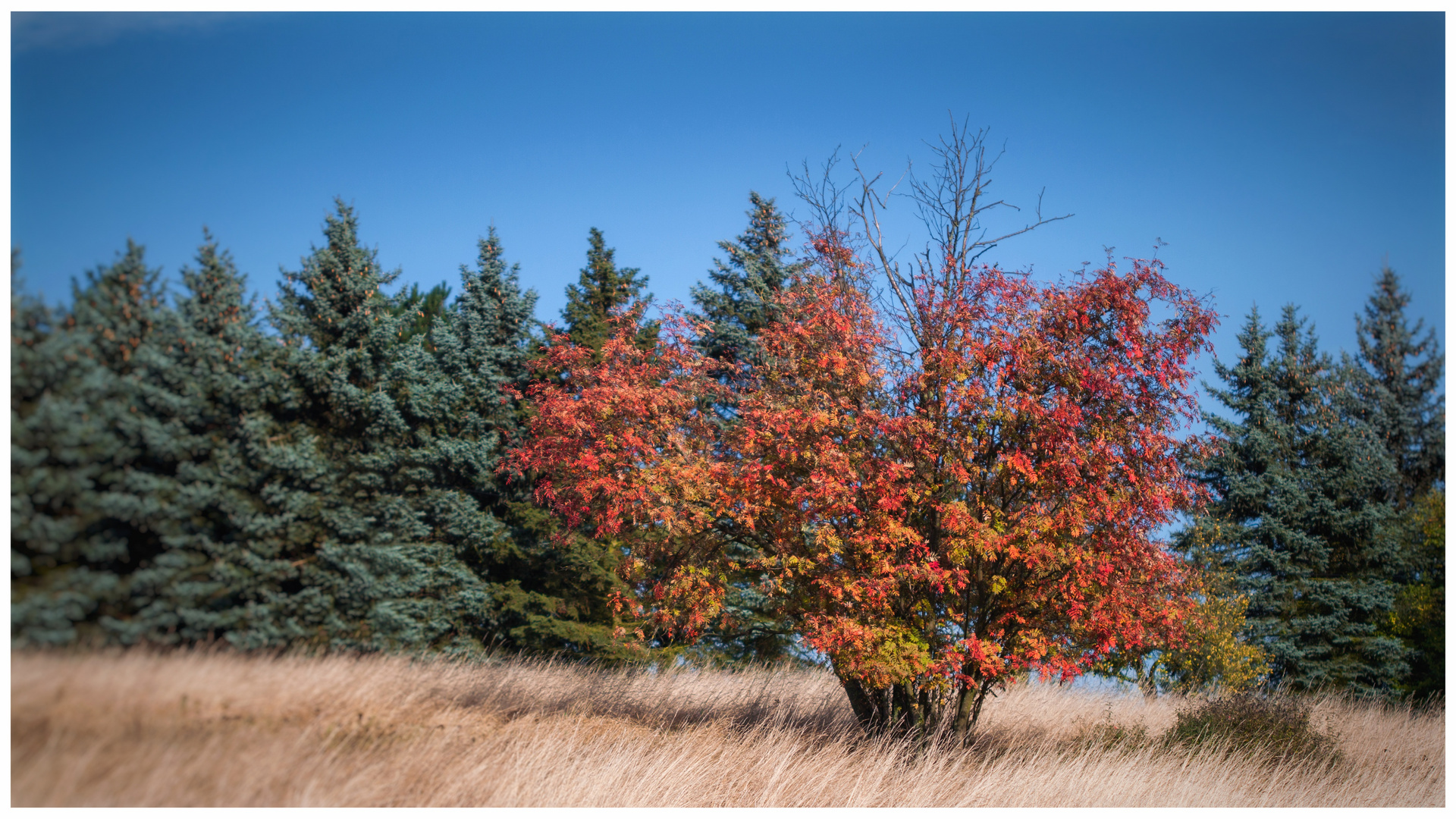 Roter Farbtupfer 