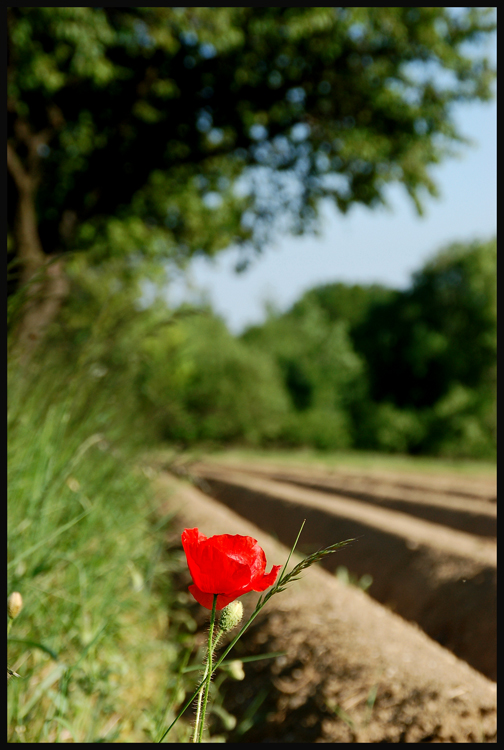 roter Farbtupfer