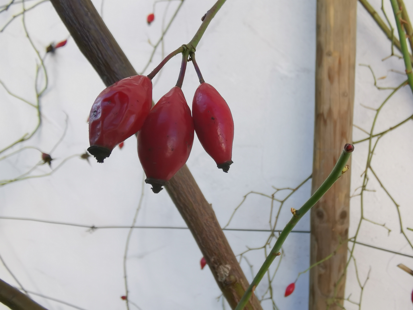 Roter Farbtupfer im Februar 