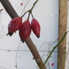 Roter Farbtupfer im Februar 