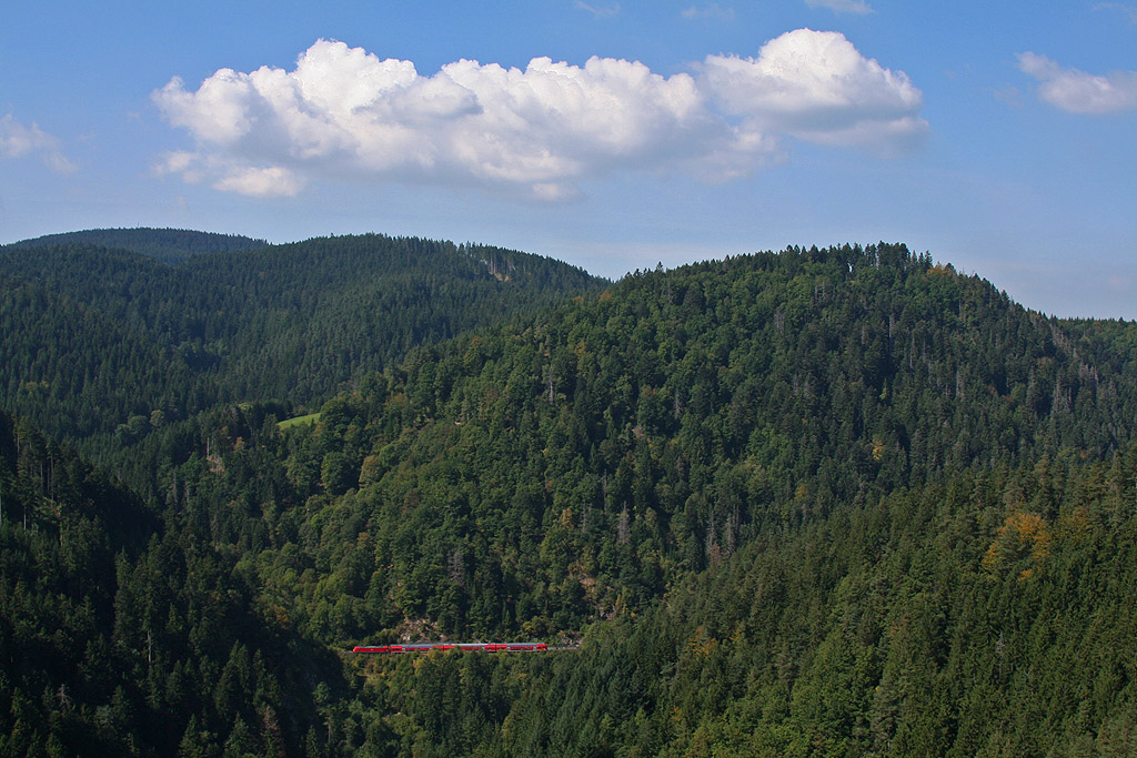 Roter Farbtupfer im grünen Wald