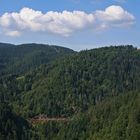 Roter Farbtupfer im grünen Wald