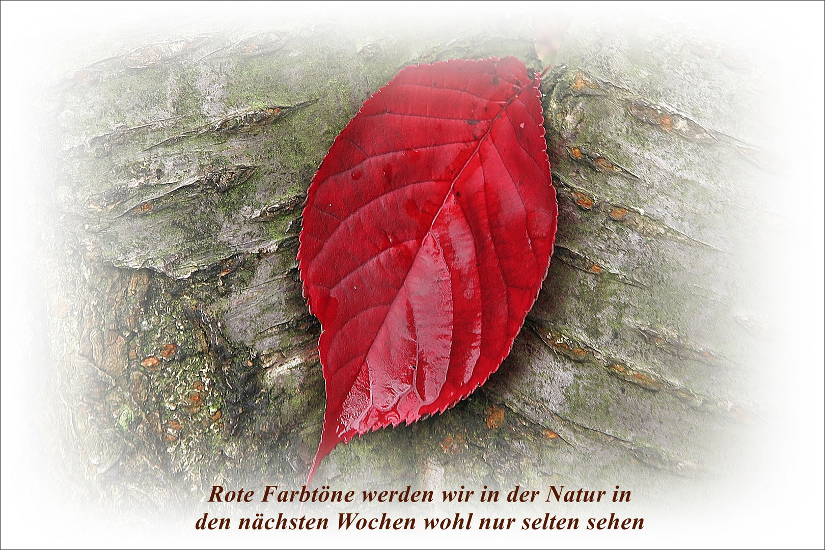 roter Farbtupfer in der Natur Ende Oktober