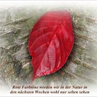 roter Farbtupfer in der Natur Ende Oktober