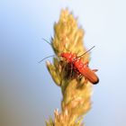 Roter Feuerkäfer