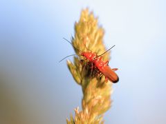 Roter Feuerkäfer