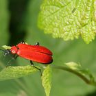 Roter Feuerkäfer