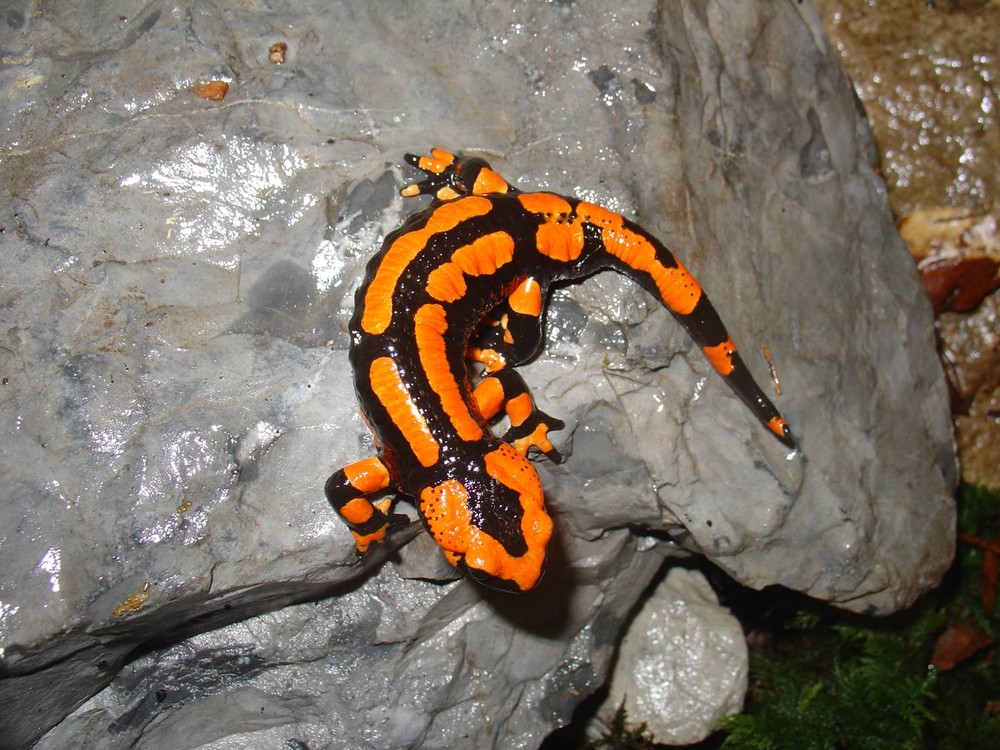 Roter Feuersalamander