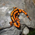 Roter Feuersalamander