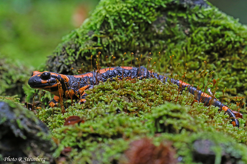 Roter Feuersalamander