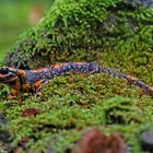 Roter Feuersalamander