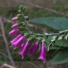 Roter Fingerhut - Digitalis -