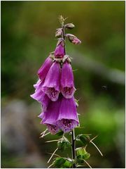 roter Fingerhut (Digitalis)