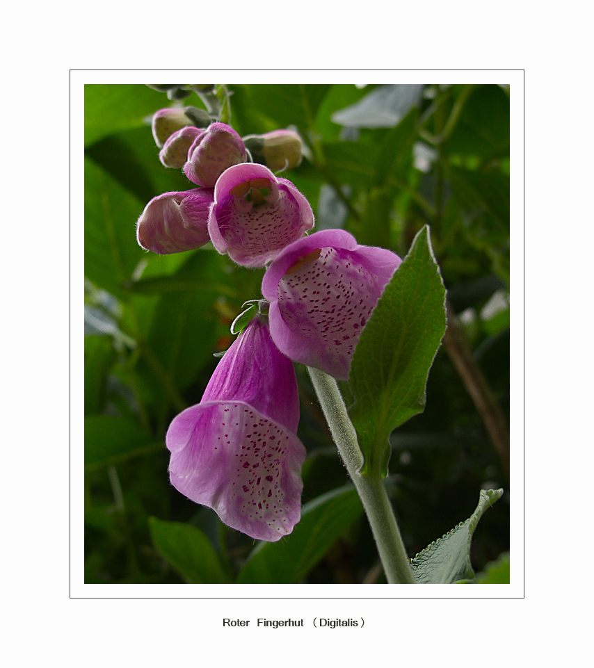 Roter Fingerhut (Digitalis)