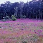 Roter Fingerhut (Digitalis)