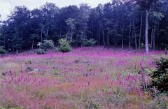 Roter Fingerhut (Digitalis)