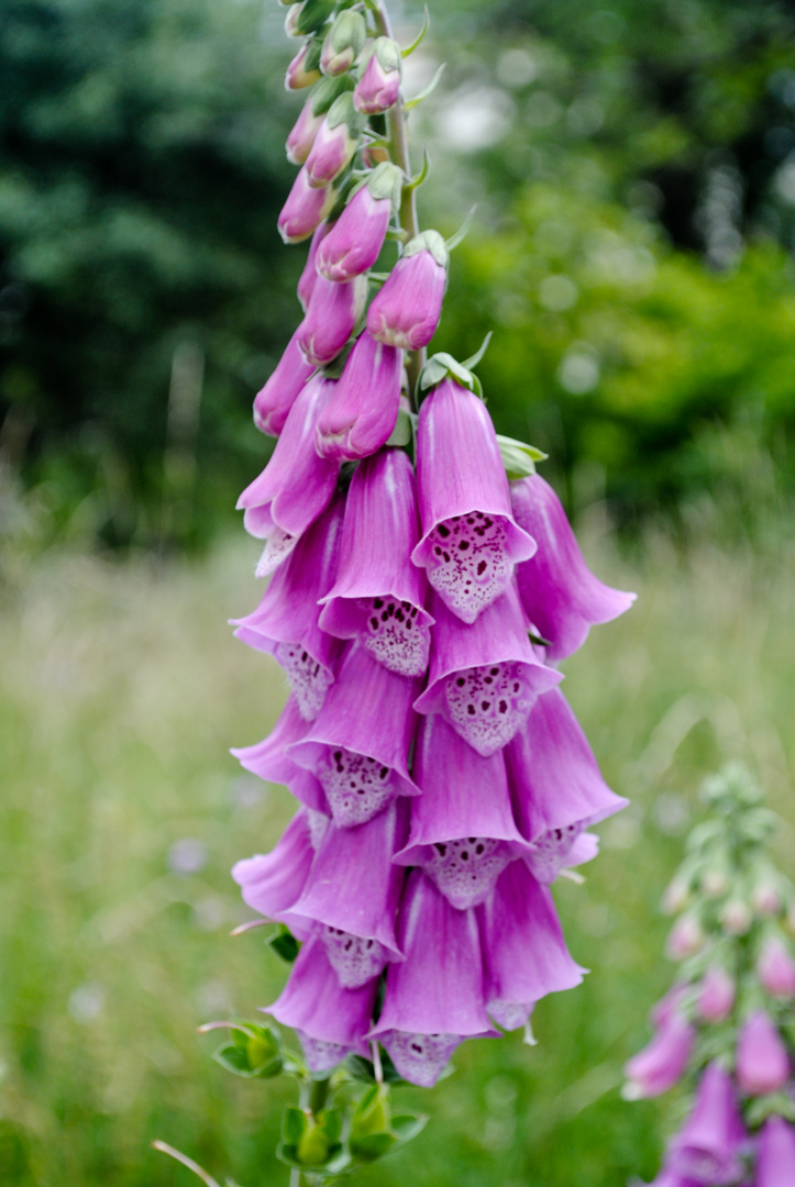 Roter Fingerhut (Digitalis)