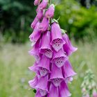 Roter Fingerhut (Digitalis)