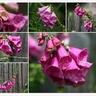 Roter Fingerhut (Digitalis purpurea)