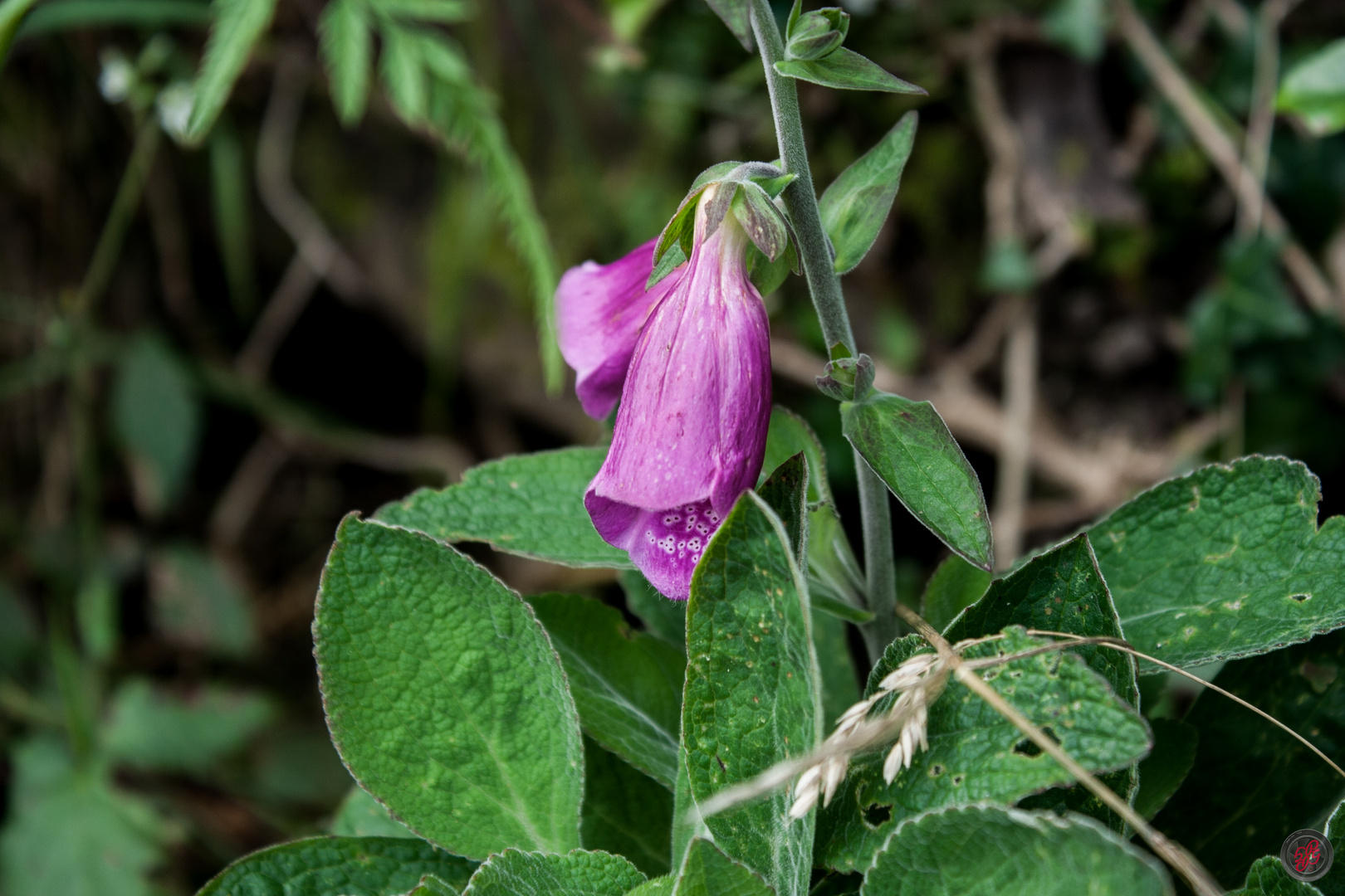 Roter Fingerhut (Digitalis purpurea)