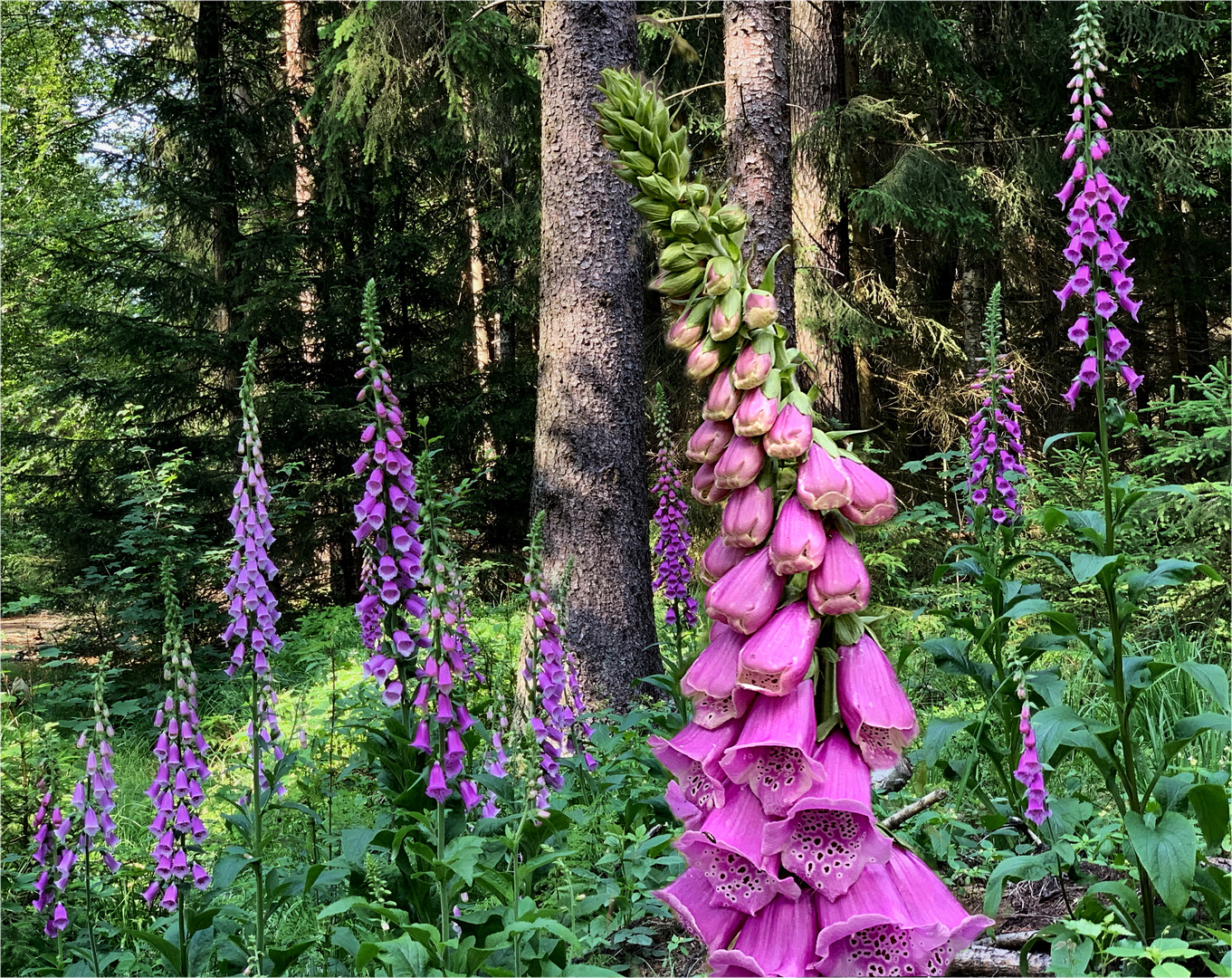 Roter Fingerhut (Digitalis purpurea)