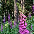 Roter Fingerhut (Digitalis purpurea)