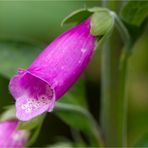 Roter Fingerhut (Digitalis purpurea)