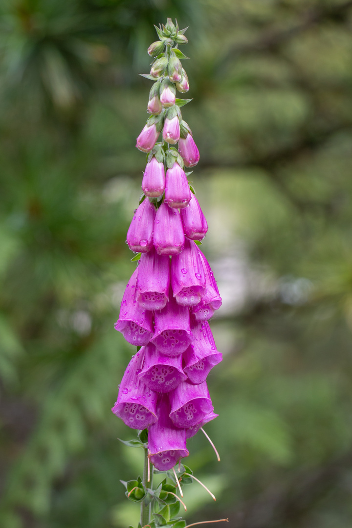 Roter Fingerhut (Digitalis purpurea)