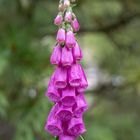 Roter Fingerhut (Digitalis purpurea)