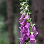 Roter Fingerhut, (Digitalis purpurea)