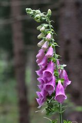 Roter Fingerhut, (Digitalis purpurea)