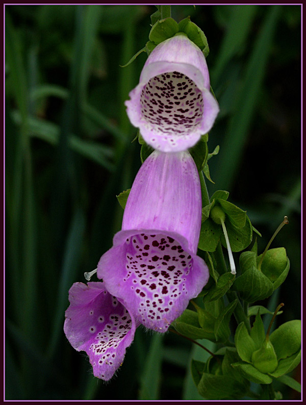 Roter Fingerhut (Digitalis purpurea)