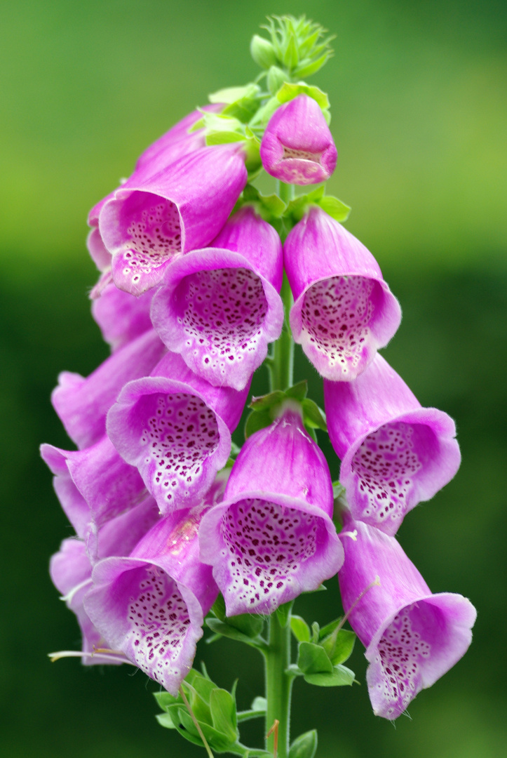 Roter Fingerhut (Digitalis purpurea) Foto Bild pflanzen pilze Roter Fingerhut (Digitalis purpurea) Foto Bild pflanzen pilze