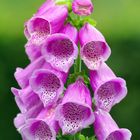 Roter Fingerhut (Digitalis purpurea)