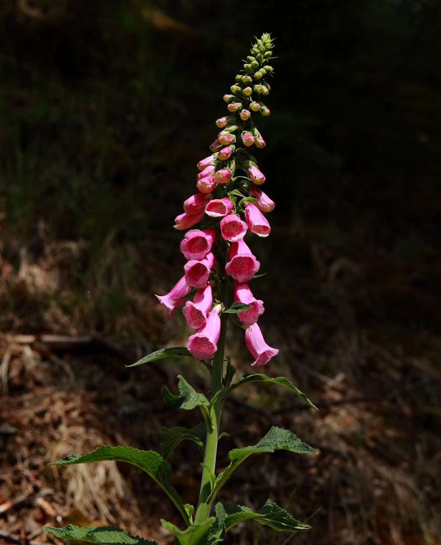 Roter Fingerhut - Digitalis purpurea