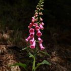 Roter Fingerhut - Digitalis purpurea