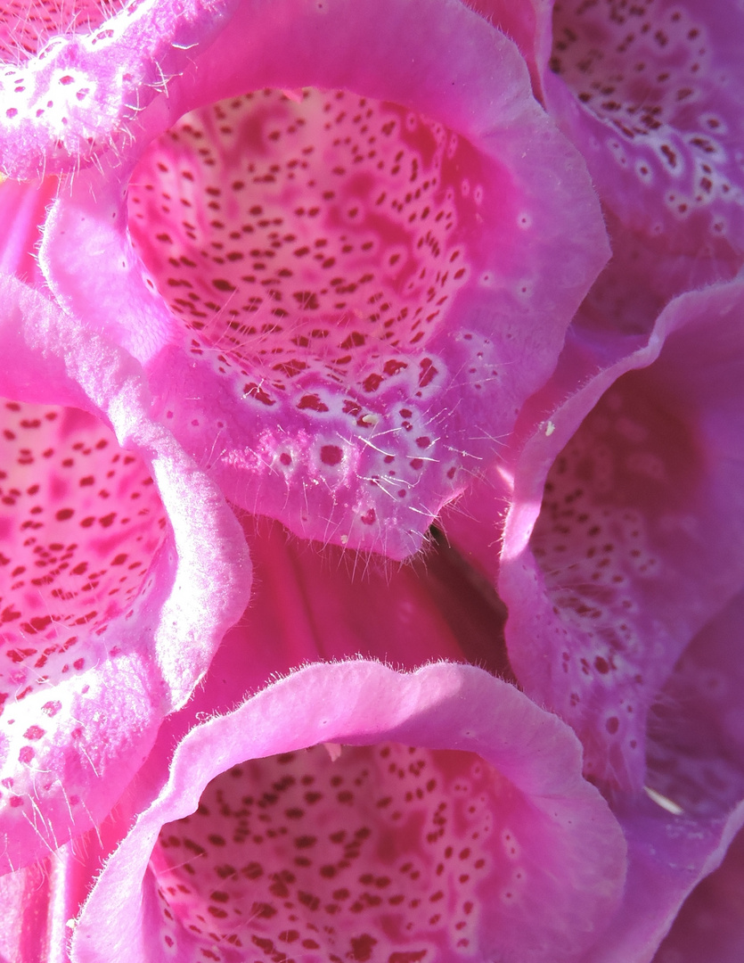 Roter Fingerhut (Digitalis purpurea)